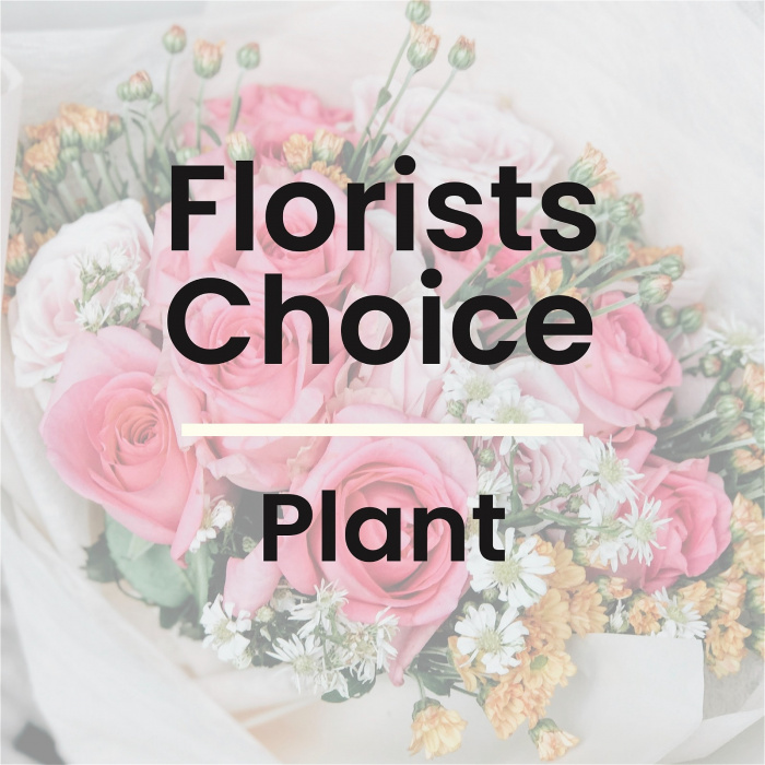Everyday Flowers | Plants | Same Day Flowers | Valentines and Romance | Florist Choice Plant