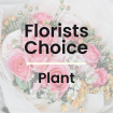 Everyday Flowers | Plants | Same Day Flowers | Valentines and Romance | Florist Choice Plant