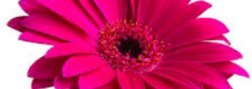 Michelle Hunter Flowers | Home