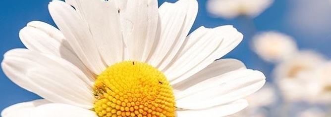 Michelle Hunter Flowers | Home