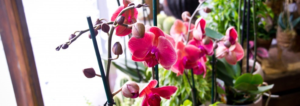 Moss & Maple Flowers | Didsbury | Home
