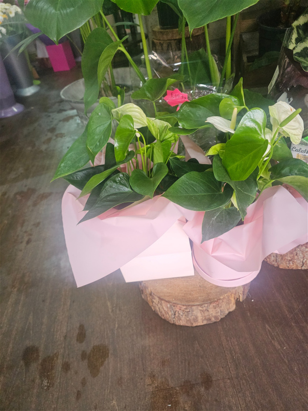 Plants | Anthurium plant