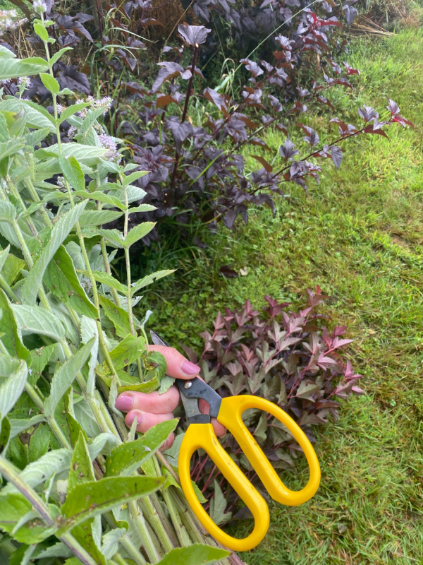 Solent Stems | Gosport | Freelance