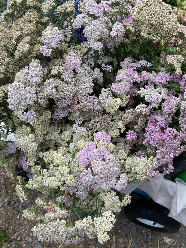 Solent Stems | Gosport | Freelance