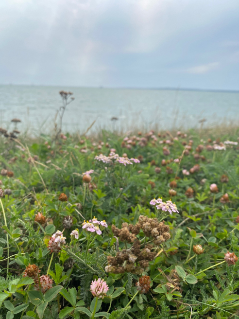Solent Stems | Gosport | Blog