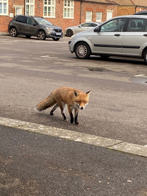 Solent Stems | Gosport | Blog