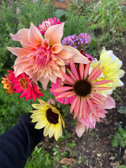 Solent Stems | Gosport | Solent Stem & Soil