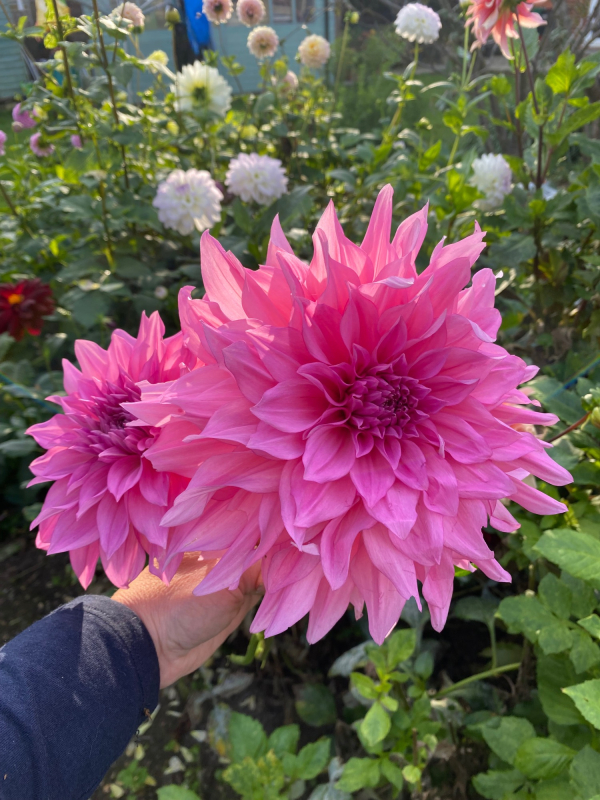 Solent Stems | Gosport | Solent Flower Patch