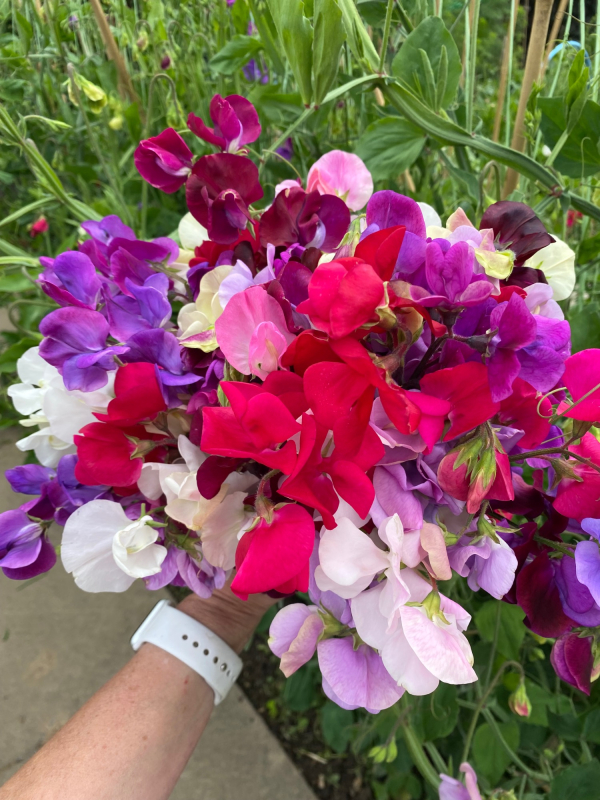 Solent Stems | Gosport | Solent Flower Patch