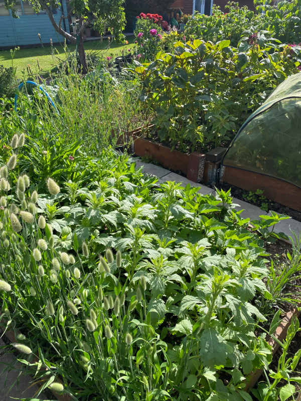 Solent Stems | Gosport | Solent Flower Patch