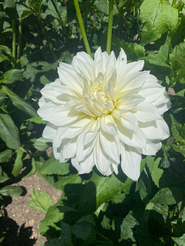 Solent Stems | Gosport | Solent Flower Patch