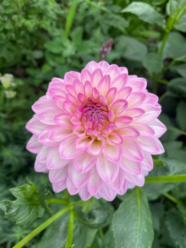 Solent Stems | Gosport | Solent Flower Patch