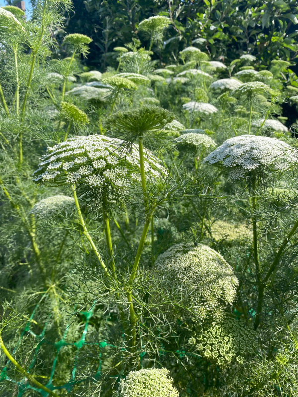 Solent Stems | Gosport | Solent Flower Patch