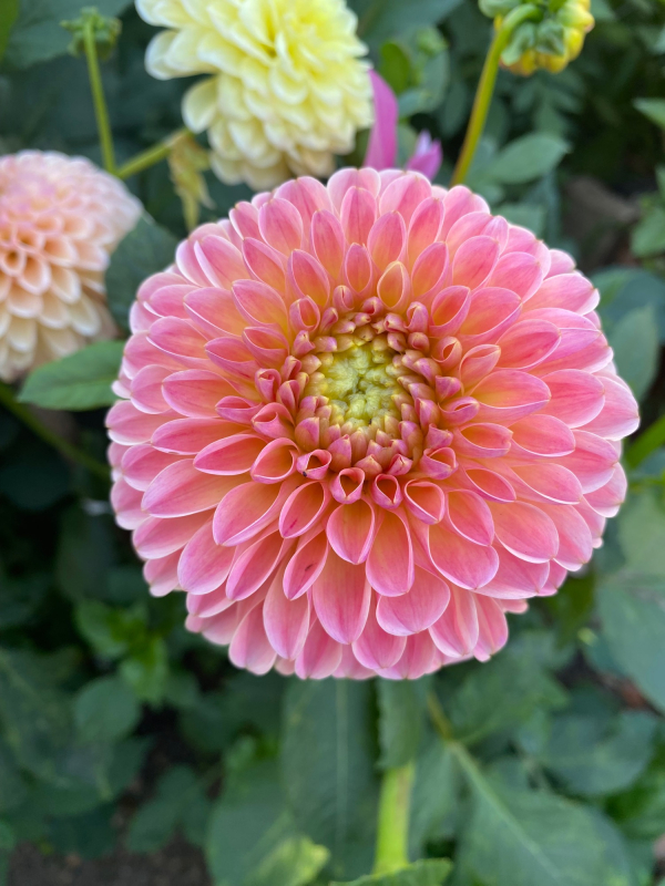 Solent Stems | Gosport | Solent Flower Patch