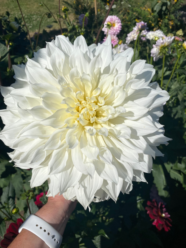 Solent Stems | Gosport | Solent Flower Patch