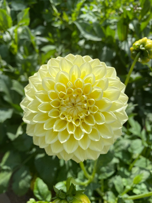 Solent Stems | Gosport | Solent Flower Patch