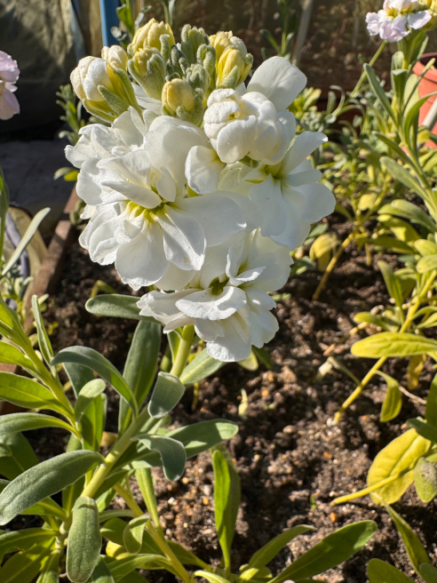 Solent Stems | Gosport | Blog