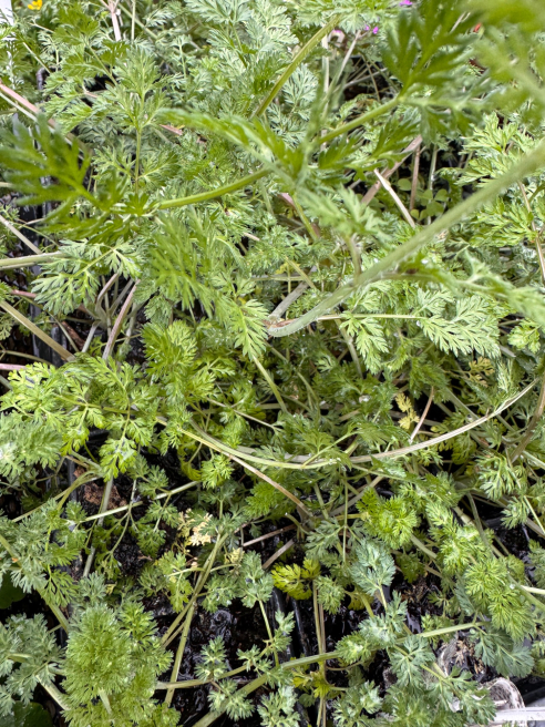 Solent Stems | Gosport | Blog