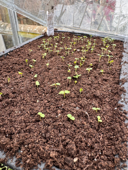 Solent Stems | Gosport | Blog