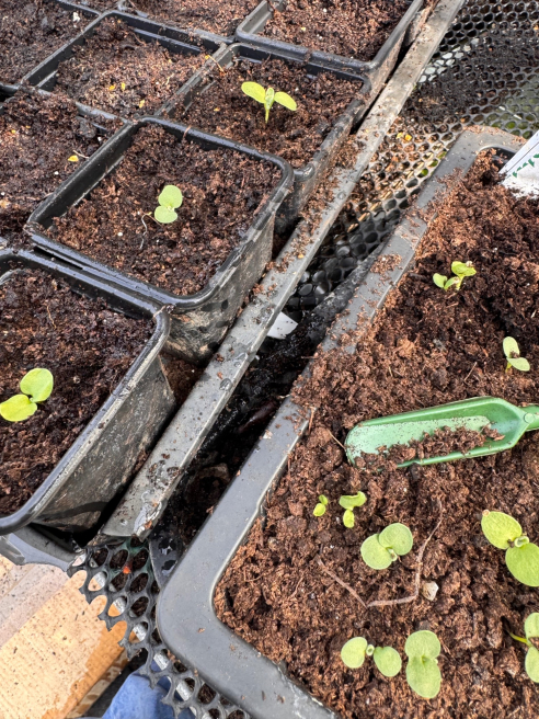 Solent Stems | Gosport | Blog