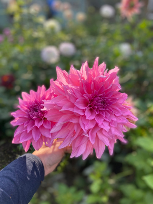 Solent Stems | Gosport | Flowers grown for your wedding in Hampshire