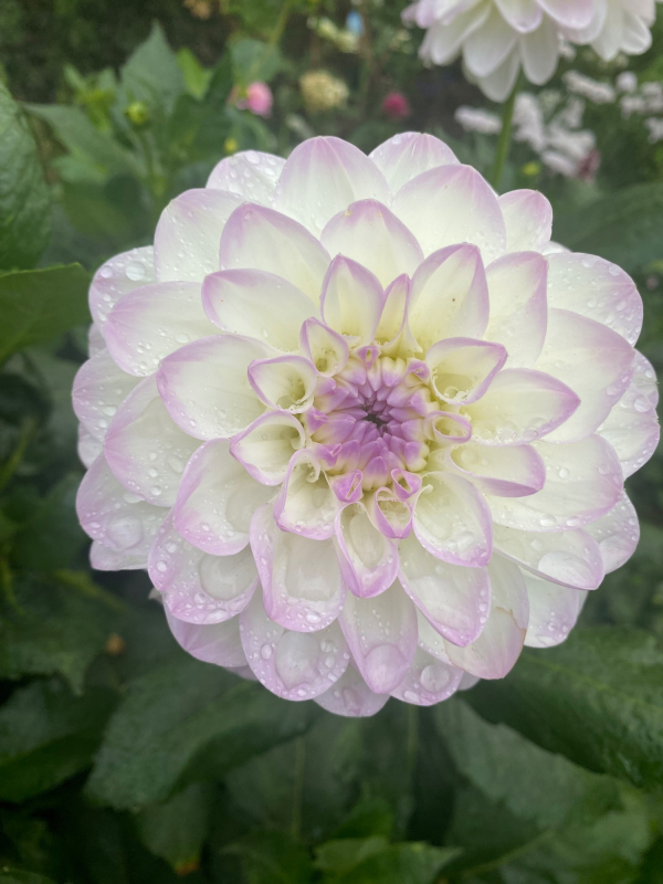 Solent Stems | Gosport | Flowers grown for your wedding in Hampshire