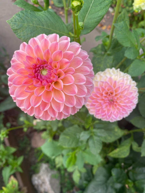 Solent Stems | Gosport | Flowers grown for your wedding in Hampshire