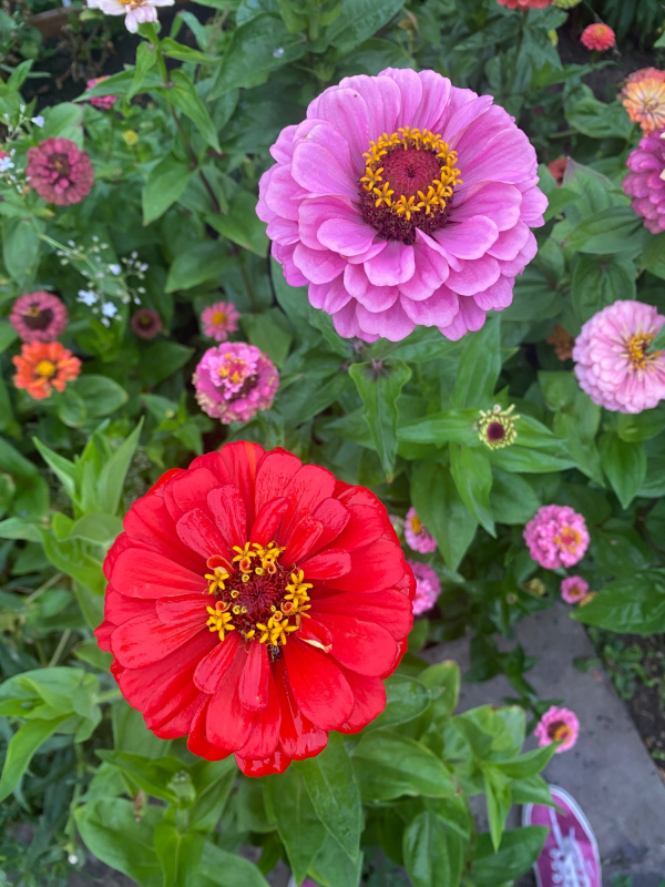 Solent Stems | Gosport | Flowers grown for your wedding in Hampshire