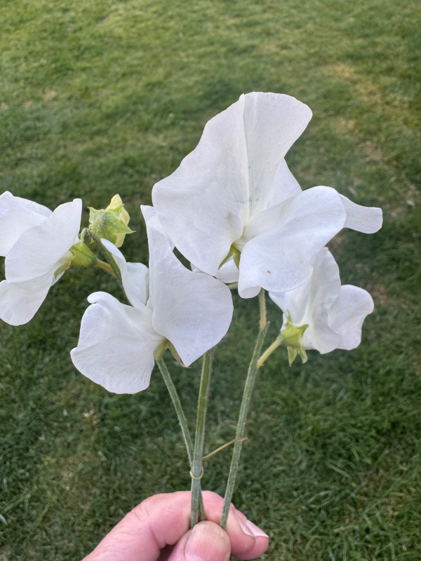 Solent Stems | Gosport | Flowers grown for your wedding in Hampshire