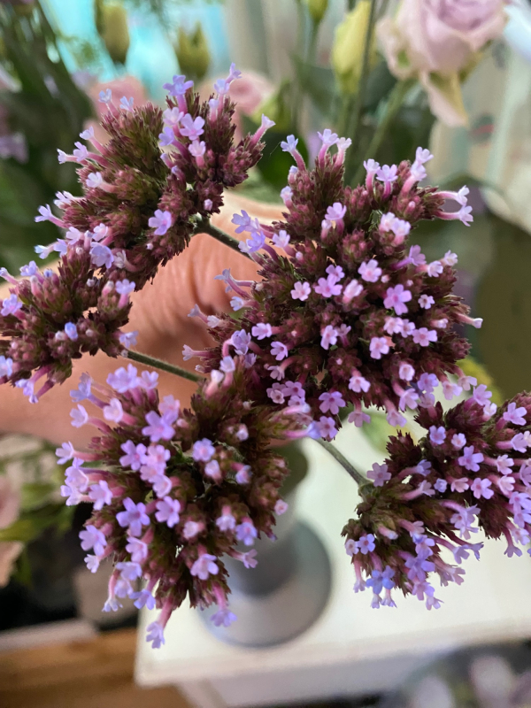 Solent Stems | Gosport | Flowers grown for your wedding in Hampshire