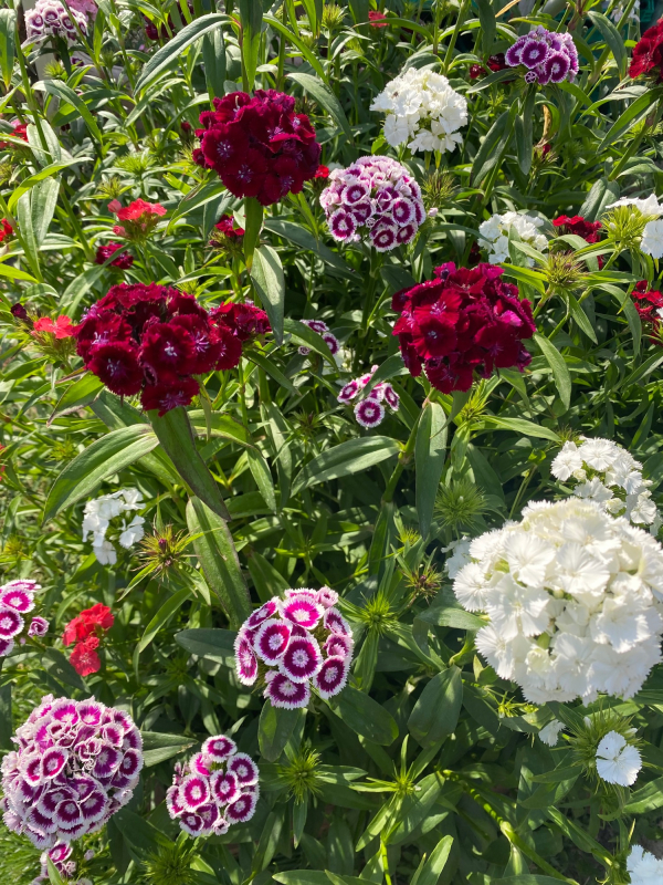 Solent Stems | Gosport | Flowers grown for your wedding in Hampshire