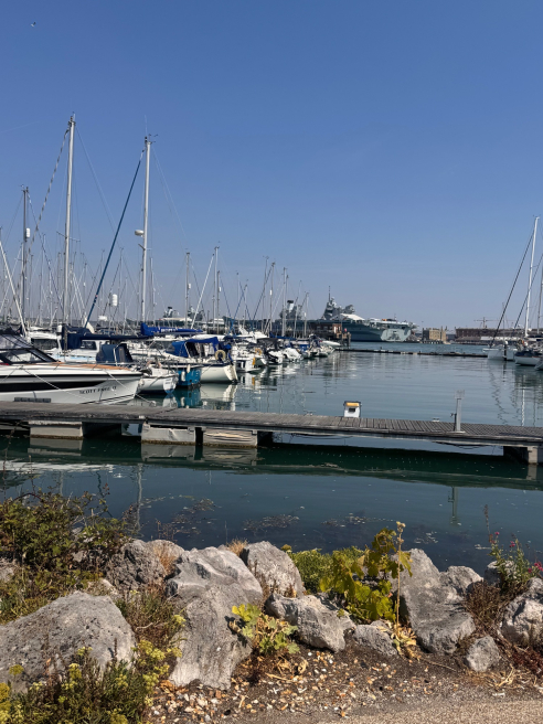 Solent Stems | Gosport | Blog