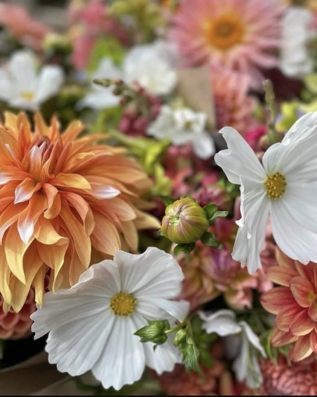 Solent Stems | Gosport | Home