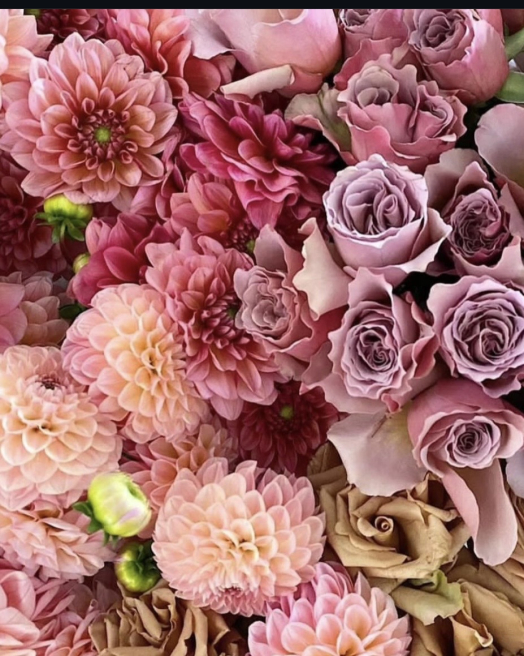 Solent Stems | Gosport | Blog