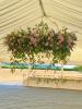 Solent Stems | Gosport | Event Enquiries