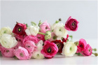 Gifts | Subscription | Flower - Subscription