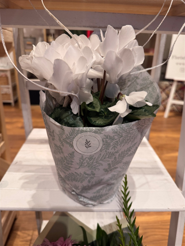 Gifts | Plants | Cyclamen - White 13cm