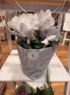 Gifts | Plants | Cyclamen - White 13cm