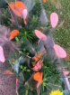 jubilee and July celebrations | Orange lily plants