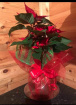 Christmas | Ponsettia gift plant