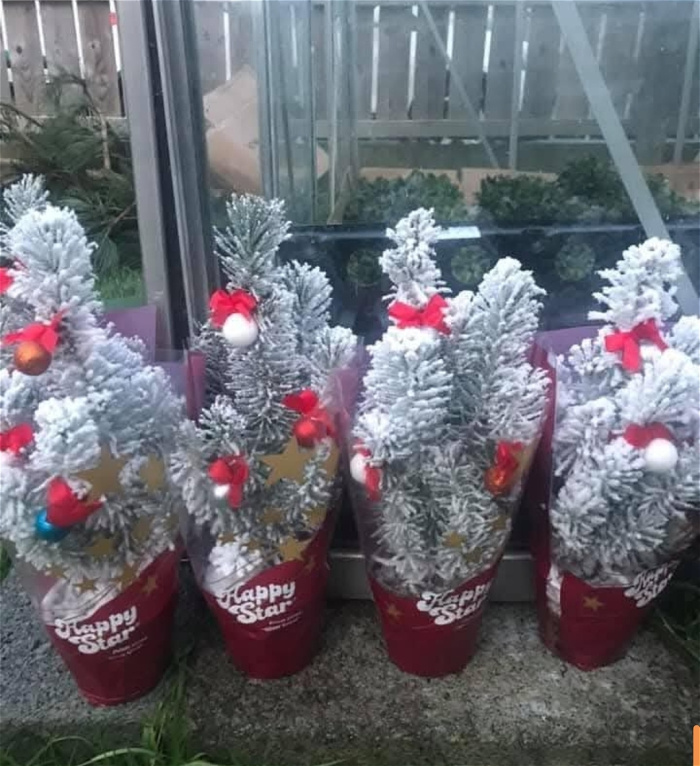 Christmas | Snow trees