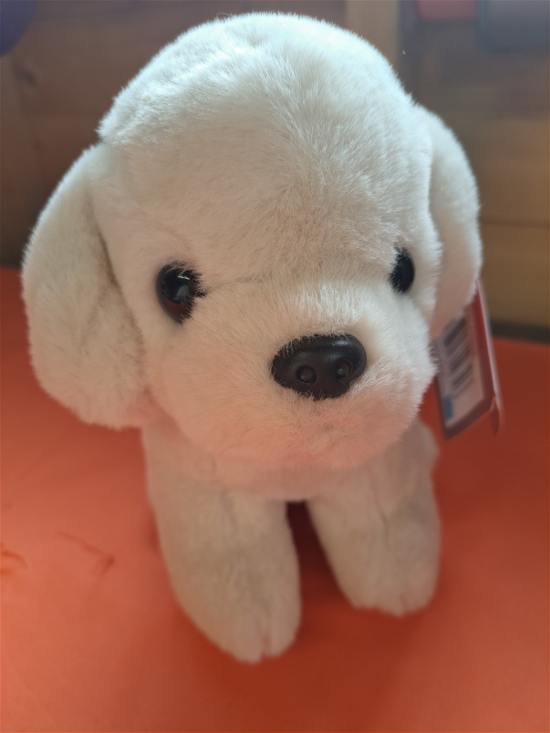 available and ready to go today | teddies | Puppy teddy