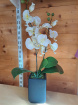 available and ready to go today | Artificial orchid plant