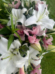 Funeral & Sympathy  | Lily & Orchid Casket spray