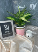 plants | Dieffenbachia plant in decorative pot