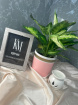 plants | Dieffenbachia plant in decorative pot