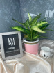 plants | Dieffenbachia plant in decorative pot