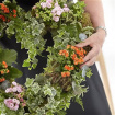 Funeral | Living plant wreath