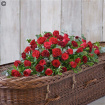 All Funeral Flowers | Casket Sprays | Red rose and carnation casket spray