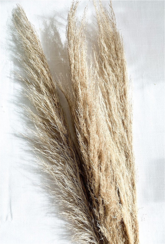 Dried Florals | Natural Pampas Grass Stems